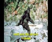 Do you know the legend of Bigfoot? &#60;br/&#62;&#60;br/&#62;Article link : https://travelandlook.blogspot.com/2024/04/do-you-know-legend-of-bigfoot.html &#60;br/&#62;&#60;br/&#62;Bigfoot captured link : https://youtu.be/v1ICVYPjXPg?si=9G5zqb6F1cythFVN &#60;br/&#62;&#60;br/&#62;DailyMail bigfoot article : https://www.dailymail.co.uk/news/article-12619455/amp/Bigfoot-spotted-walking-shrubs-rural-Colorado-mountain-astonished-train-passengers-record-latest-sighting-mythical-beast.html &#60;br/&#62;&#60;br/&#62;You can support the channel by donating to the paypal : &#60;br/&#62;https://paypal.me/ZakariaMaimouni&#60;br/&#62;&#60;br/&#62;#bigfootchallenge #bigfoot #photos #views #usa #foryou #story #didyoukonw #animals #mystery