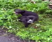 A dog walker has found three abandoned puppies cruelly dumped early this morning.&#60;br/&#62;Matt Campbell says his friend found three black and white whippet-like puppies at Fishwick Bottoms.&#60;br/&#62;