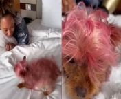 Mel B shares video of herself dying Yorkshire Terrier bright pink on &#39;spa day&#39;Source: Mel B