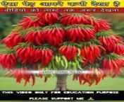 अपने मिर्ची का पौधा ऐसा कभी देखा है? / Have you ever seen your chilli plant like this? #facts #viral #trend #dailymotion #news