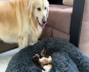 Golden Retriever Reacts to Tiny Kittens in his Bed from bed boobs press boll