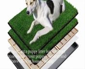 &#60;br/&#62;Discover 5 Wallet Friendly Shelter Solutions for pets. Also visit our website and have a look our product collection, featuring artificial grass for dogs, dog litter box potty, cat litter box furniture, litter box enclosure, stainless steel litter box, dog crate topper and accessories Create a cozy and stylish space for your furry friend.&#60;br/&#62;Litter box enclosure:&#60;br/&#62;https://www.meexpaws.com/collections/litter-box-splash-guard&#60;br/&#62;Artificial grass for dogs:&#60;br/&#62;https://www.meexpaws.com/collections/artificial-grass-for-dogs&#60;br/&#62;Litter box furniture:&#60;br/&#62;https://www.meexpaws.com/collections/cat-litter-box-furniture&#60;br/&#62;Stainless steel litter box:&#60;br/&#62;https://www.meexpaws.com/collections/cat-litter-box&#60;br/&#62;Dog crate topper&#60;br/&#62;https://www.meexpaws.com/collections/accessories&#60;br/&#62;