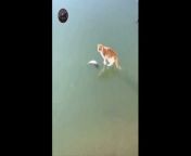Cat trying to catch a frozen fish under the ice from evi love