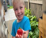 A budding entrepreneur has started his own successful stall selling leftover seedlings from his garden - at just five-years-old. &#60;br/&#62;&#60;br/&#62;George Stafford has been gardening with his mum Nicole, 37, since he was just one-year-old when the coronavirus lockdown inspired them to &#92;