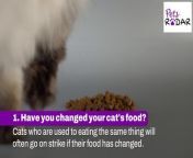 Things To Check When Your Cat&#39;s Not Eating