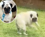 A pug diagnosed with an extremely rare neurological disease has to spin around before moving and struggles to walk in a straight line.