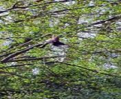 A jay that got caught up in fishing litter and was left dangling from a tree has been successfully rescued by the RSPCA.&#60;br/&#62;The jay was spotted hanging from the tree over the Basingstoke canal in Woking on Friday (April 12).&#60;br/&#62;RSPCA Inspector Jo Bowling worked with the canal lock keeper to cut the poor bird down.