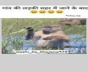 Animal funny video from karen karo kh