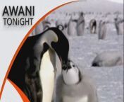 The situation for emperor penguins in the Antarctica is dire, as scientists reveal that record low sea ice last year due to global warming has caused breeding failures in a fifth of its colonies.&#60;br/&#62;&#60;br/&#62;#AWANITonight&#60;br/&#62;
