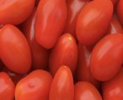 8 Tips for Growing Cherry Tomato Plants That Will Thrive All Season from tomatoes jpg