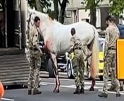 Escapee cavalry horse appears to have injured leg as army locate missing animalTom Cahil