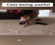 Cat being useful _ #funnycats #catcomedy from latex cat