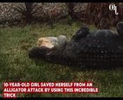 364 kilos, 4,35 mètres de long : cet alligator bat tous les records