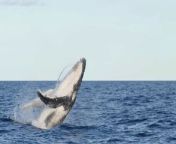 whale jumps out of water during sightseeing&#60;br/&#62;#NationalGeographic #BertieGregory&#60;br/&#62;whale, whale jumps out of nowhere, jumps to boat, boat, sight, marine, ocean, sea, maasai, sightings, tour, baby shark, amazing videos, viral, humpback whale, whale watching, whale jumping out of the water, whale jumping, whales jumping out of water, killer whale, close encounter with whale, whale breaching, boy gets close to whale, whale vs boats, whale boat, whale (animal),humpback whale jumping out of water, humpback whale sounds, humpback whales singing, humpback whale breaching, whales jumping out of water near boat, whales jumping out of water compilation, giant whale,&#60;br/&#62;animals,wildlife,science,explore,discover,survival,nature,culture,documentary,perpetual planet nat geo, photography, rare footage, killer whales, humpback whale, antarctica, killer whales vs humpback, seals, antarctica wildlife, antarctica documentary, bertie gregory, bertie gregory national geographic,HD wildlife,4k,4k video,4k nature,killer whale hunt, humpback whale vs killer whale, bertie gregory animals up close,wildlife 4k,&#60;br/&#62;Get ready to be amazed by this incredible video captured during a marine tour off the coast. As the boat cruised through the vast expanse of the ocean, little did the passengers know they were about to witness a breathtaking sight. Suddenly, a massive humpback whale jumps out of nowhere, breaching the surface with astounding grace and power.&#60;br/&#62;The sight of the majestic creature soaring through the air, almost reaching the boat, leaves everyone in awe. It&#39;s a close encounter with one of the ocean&#39;s giants that they&#39;ll never forget. The tour-goers are treated to a rare and exhilarating experience as the whale showcases its acrobatic skills, jumping repeatedly out of the water.&#60;br/&#62;The video captures the essence of whale watching, showcasing the beauty and majesty of these magnificent animals in their natural habitat. The viral footage spreads like wildfire, captivating viewers around the world with its mesmerizing display of nature&#39;s wonders.&#60;br/&#62;Among the excitement, a baby shark is also spotted swimming nearby, adding to the surreal atmosphere of the encounter. The sheer size and power of the humpback whale contrast with the delicate presence of the marine life surrounding it, creating a scene straight out of a wildlife documentary.&#60;br/&#62;As the tour continues, more sightings of whales breaching and jumping out of the water are captured, forming a compilation of amazing videos that highlight the thrill of whale watching. From the haunting sounds of humpback whales singing to the exhilarating sight of them breaching, each moment is a testament to the beauty and wonder of the ocean.&#60;br/&#62;whale, whale jumps out of nowhere, jumps to boat, boat, sight, marine, ocean, sea, maasai, sightings, tour, baby shark, amazing videos, viral, humpback whale, whale watching, whale jumping out of the water, whale jumping, whales jumping out of water, killer whale, close encounter with whale, whale breaching,