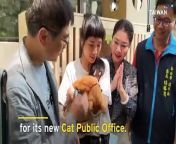 The Houtong Cat Village in New Taipei has chosen a ginger cat called “Dorayaki” as the head of its new Cat Public Office. The new director was chosen because of his serious face.&#60;br/&#62;&#60;br/&#62;Photo credit: CNA