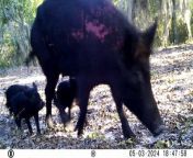 Feral Hogs in the United States.