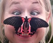 North Anston&#39;s Tropical Butterfly House is celebrating it&#39;s 30th birthday this week.