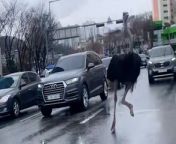 An ostrich caused chaos on a busy road in South Korea after escaping from a zoo. &#60;br/&#62;&#60;br/&#62;Video shows the animal named Tadori running across lanes on a busy road in the the town of Seongnam.&#60;br/&#62;&#60;br/&#62;Shocked motorists were forced to slow down or stop as the animal dodged traffic at the Daewon Tunnel Intersection.&#60;br/&#62;&#60;br/&#62;The ostrich briefly collided with a slow-moving vehicle but quicky got up and continued on its journey. &#60;br/&#62;&#60;br/&#62;Tadori had escaped from a zoo named Bug City and was later captured by police in a car park 1.6 miles away.