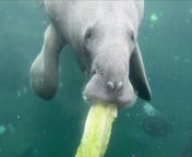 The Parc Zoologique de Paris has welcomed a young manatee cow in hope it will breed with one of its other three manatees and secure the future of the species. Buzz60’s Chloe Hurst has the story!