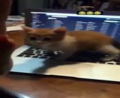 cats and laptops