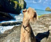 A dog has become an accidental international celebrity - with thousands around the world following his X account.&#60;br/&#62;&#60;br/&#62;Bertie the Lakeland Terrier is now a well-known pooch across social media after his owner posted an appeal for someone to walk him.&#60;br/&#62;&#60;br/&#62;Bertie&#39;s X page @bertie_lakeland soon swelled to over 67,000 global followers - from as far as New Zealand and the US.&#60;br/&#62;&#60;br/&#62;Photos and videos on Bertie&#39;s account show the pooch out on walks, sitting outside and inside cafes and restaurants and playing with his fellow canine friends.&#60;br/&#62;&#60;br/&#62;His owner, Philip Stader, 61, said he only initially made him a social media page in a bid to &#39;find a dog walker&#39;.&#60;br/&#62;&#60;br/&#62;Philip, of Cheltenham, Glos, said his cute pet is &#92;