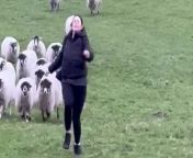 This is the hilarious moment a woman was chased -by a flock of 37 sheep.&#60;br/&#62;&#60;br/&#62;Chloe Jervis, 18, was on a walk in Edale, Derbyshire, with her family when two rams approached her.&#60;br/&#62;&#60;br/&#62;The part-time housekeeper started speed walking to get away from them but realised more of the flock had joined.&#60;br/&#62;&#60;br/&#62;They chased her until she got to the bottom of the hill where her brother Nathan Jervis, 25, was waiting.&#60;br/&#62;&#60;br/&#62;Chloe, from Derby, said she now finds the incident &#92;